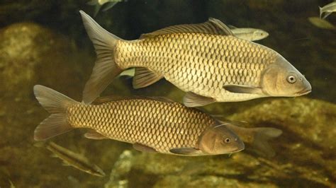 Different Types of Carp and How to Tell Them Apart.